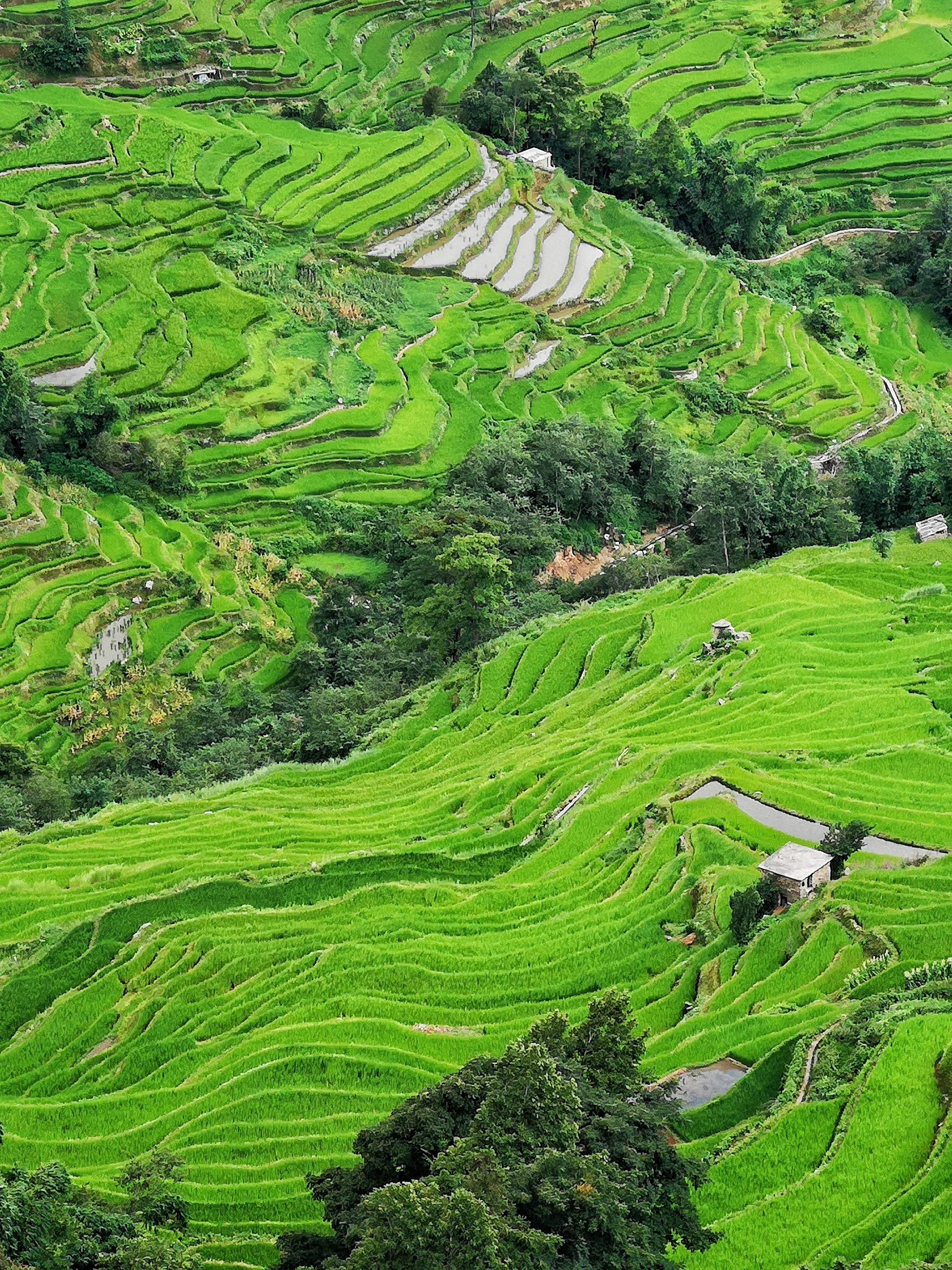 Cultural Landscape of Honghe Hani Rice Terraces